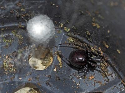 Stéatode domestique Steatoda grossa (C.L. Koch, 1838)