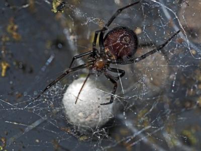 Stéatode domestique Steatoda grossa (C.L. Koch, 1838)