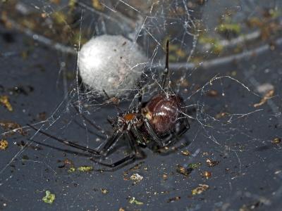 Stéatode domestique Steatoda grossa (C.L. Koch, 1838)