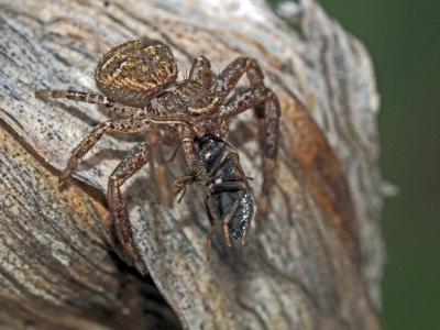 Xystique Xysticus 