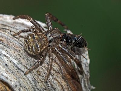 Xystique Xysticus 