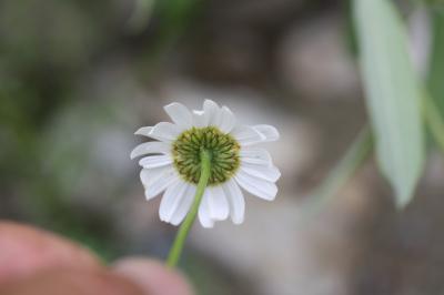 Marguerite de Montpellier, Marguerite des Cévennes Leucanthemum monspeliense (L.) H.J.Coste, 1903