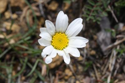 Leucanthème à feuilles de graminées, Marguerite à  Leucanthemum graminifolium (L.) Lam., 1779