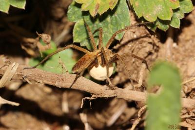 Pisaure admirable Pisaura mirabilis (Clerck, 1758)