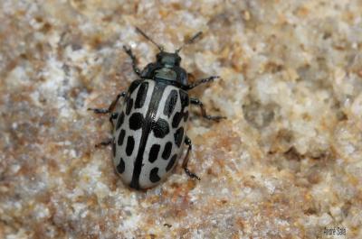  Chrysomela vigintipunctata (Scopoli, 1763)