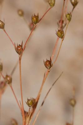 Jonc des crapauds Juncus bufonius L., 1753