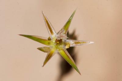 Jonc des crapauds Juncus bufonius L., 1753