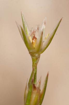 Jonc des crapauds Juncus bufonius L., 1753