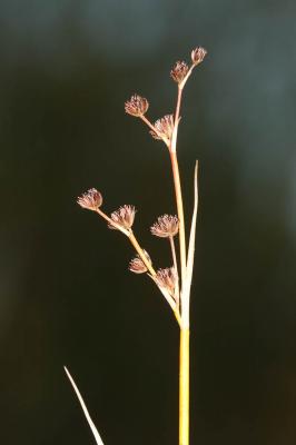 Jonc à fruits luisants, Jonc à fruits brillants Juncus articulatus L., 1753