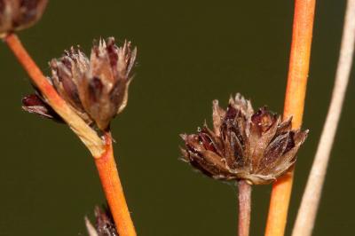 Jonc à fruits luisants, Jonc à fruits brillants Juncus articulatus L., 1753
