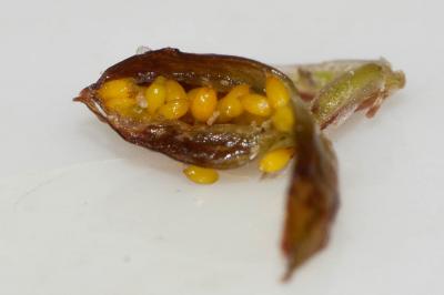 Jonc à fruits luisants, Jonc à fruits brillants Juncus articulatus L., 1753