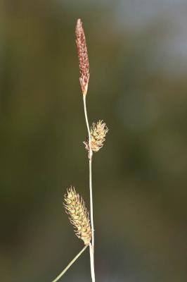 Laîche à épis distants, Laîche distante Carex distans L., 1759