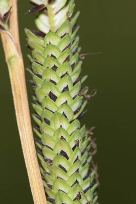 Laîche raide, Laîche élevée Carex elata All., 1785