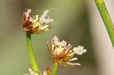 Jonc des crapauds Juncus bufonius L., 1753