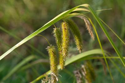Laîche faux-souchet Carex pseudocyperus L., 1753