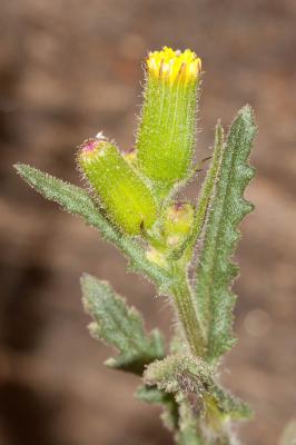 Séneçon livide Senecio lividus L., 1753