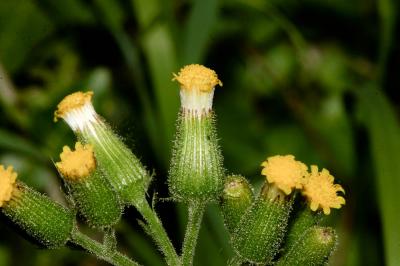Séneçon livide Senecio lividus L., 1753