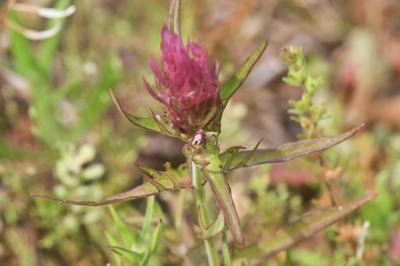 Mélampyre des champs Melampyrum arvense L., 1753
