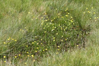 Renoncule flammette, Petite douve, Flammule Ranunculus flammula L., 1753