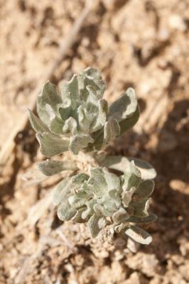 Gnaphale dressé, Micrope droit, Micrope érigé, Mic Bombycilaena erecta (L.) Smoljan., 1955