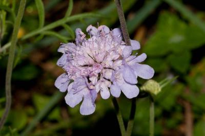 Scabieuse colombaire Scabiosa columbaria L., 1753