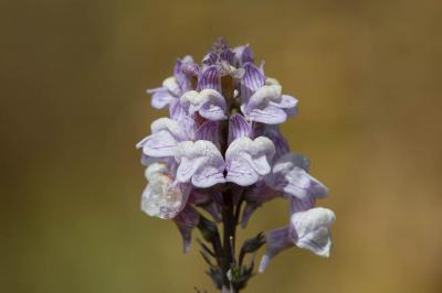 Linaire rampante Linaria repens (L.) Mill., 1768