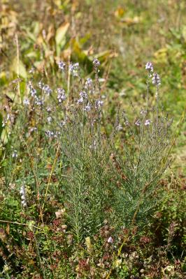 Linaire rampante Linaria repens (L.) Mill., 1768