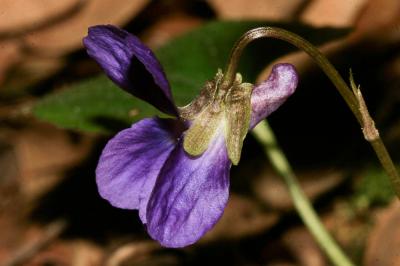 Violette odorante Viola odorata L., 1753