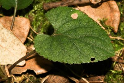 Violette odorante Viola odorata L., 1753