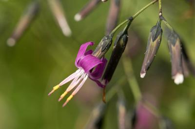 Prénanthe pourpre, Prénanthès Prenanthes purpurea L., 1753