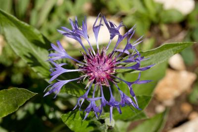 Bleuet des montagnes Cyanus montanus (L.) Hill, 1768