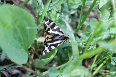 Ecaille du Plantain (L') Arctia plantaginis (Linnaeus, 1758)