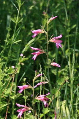 Glaïeul des moissons, Glaïeul d'Italie Gladiolus italicus Mill., 1768