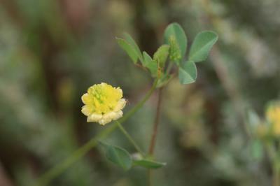 Trèfle champêtre, Trèfle jaune, Trance Trifolium campestre Schreb., 1804