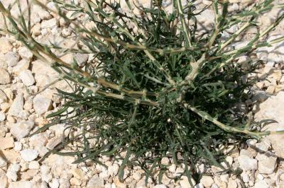 Laitue effilée, Laitue Osier Lactuca viminea (L.) J.Presl & C.Presl, 1819