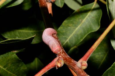 Noctuelle adulatrice (La) Eutelia adulatrix (Hübner, 1813)