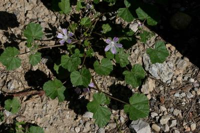 Mauve de Nice Malva nicaeensis All., 1785