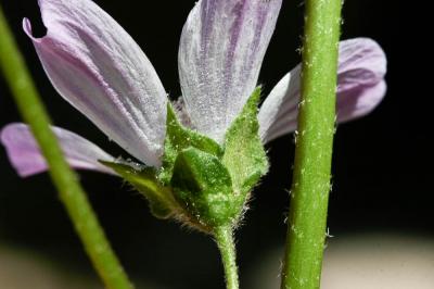 Mauve de Nice Malva nicaeensis All., 1785
