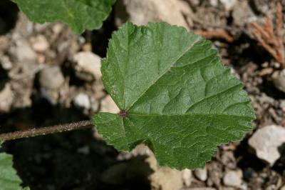 Mauve de Nice Malva nicaeensis All., 1785