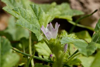 Mauve de Nice Malva nicaeensis All., 1785