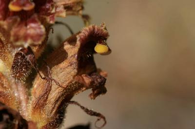 Orobanche grêle, Orobanche à odeur de Girofle Orobanche gracilis Sm., 1798