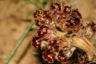 Orobanche grêle, Orobanche à odeur de Girofle Orobanche gracilis Sm., 1798