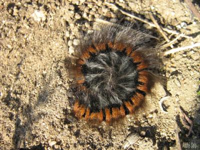 Bombyx de la Ronce (Le), Polyphage (La) Macrothylacia rubi (Linnaeus, 1758)