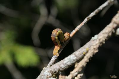 Hibernie défeuillante (L') Erannis defoliaria (Clerck, 1759)