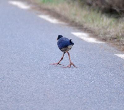 Poule sultane, Talève sultane, Porphyrion bleu Porphyrio porphyrio (Linnaeus, 1758)