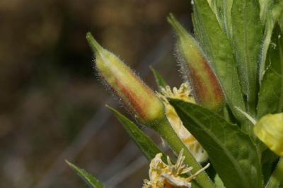 Onagre à sépales rouges, Onagre de Glaziou Oenothera glazioviana Micheli, 1875