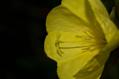 Onagre à sépales rouges, Onagre de Glaziou Oenothera glazioviana Micheli, 1875
