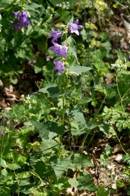 Campanule gantelée, Ortie bleue Campanula trachelium L., 1753