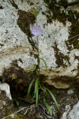 Campanule à feuilles de pêcher, Bâton-de-Jacob Campanula persicifolia L., 1753