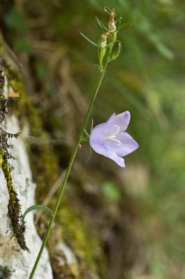 Campanule à feuilles de pêcher, Bâton-de-Jacob Campanula persicifolia L., 1753